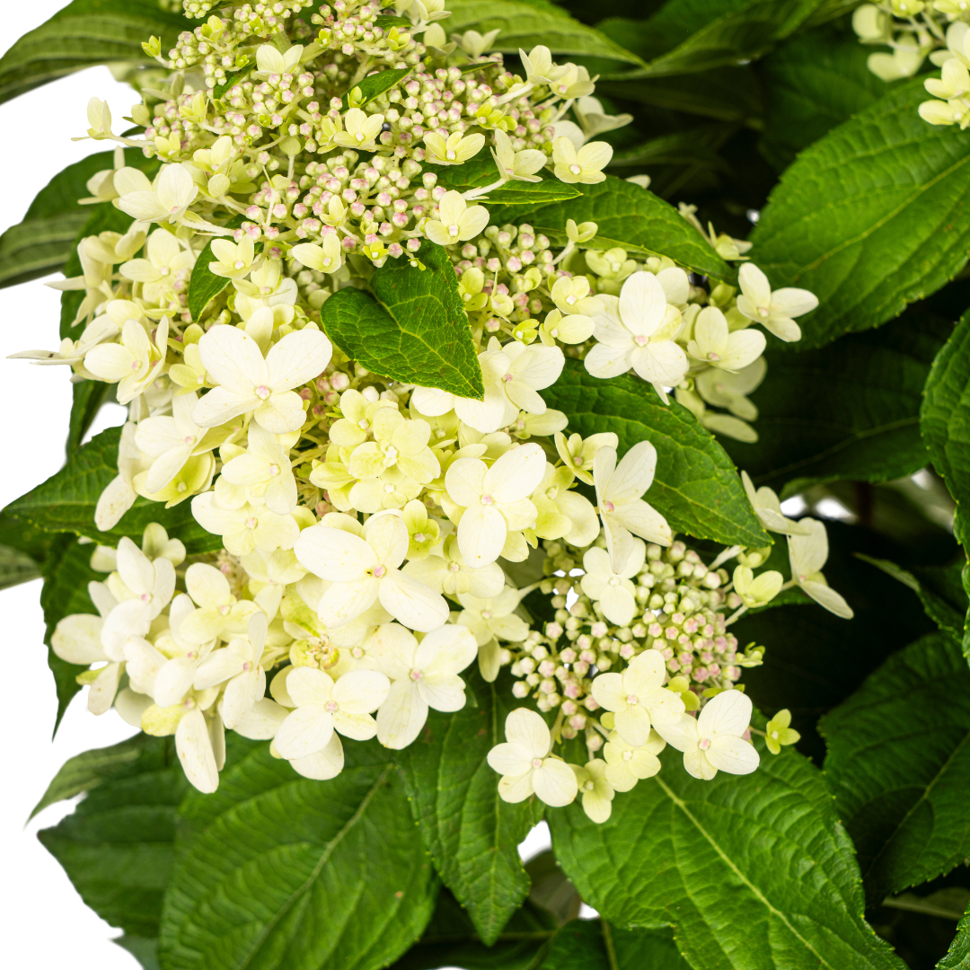 Hydrangea paniculata White Ø24cm - ↕70 - 80cm - Botanic-Vibes
