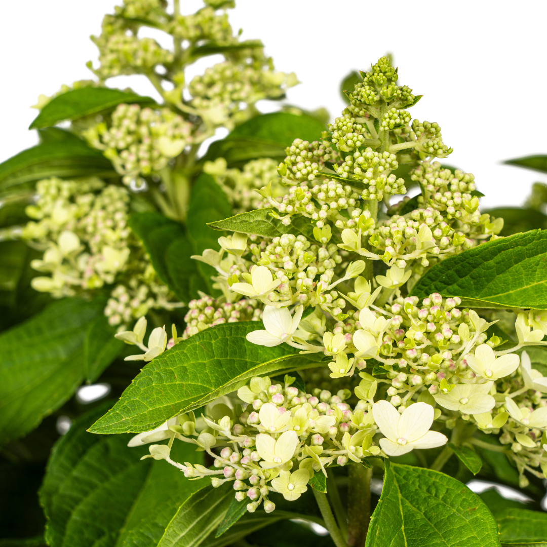 Hydrangea paniculata White Ø24cm - ↕70 - 80cm - Botanic-Vibes