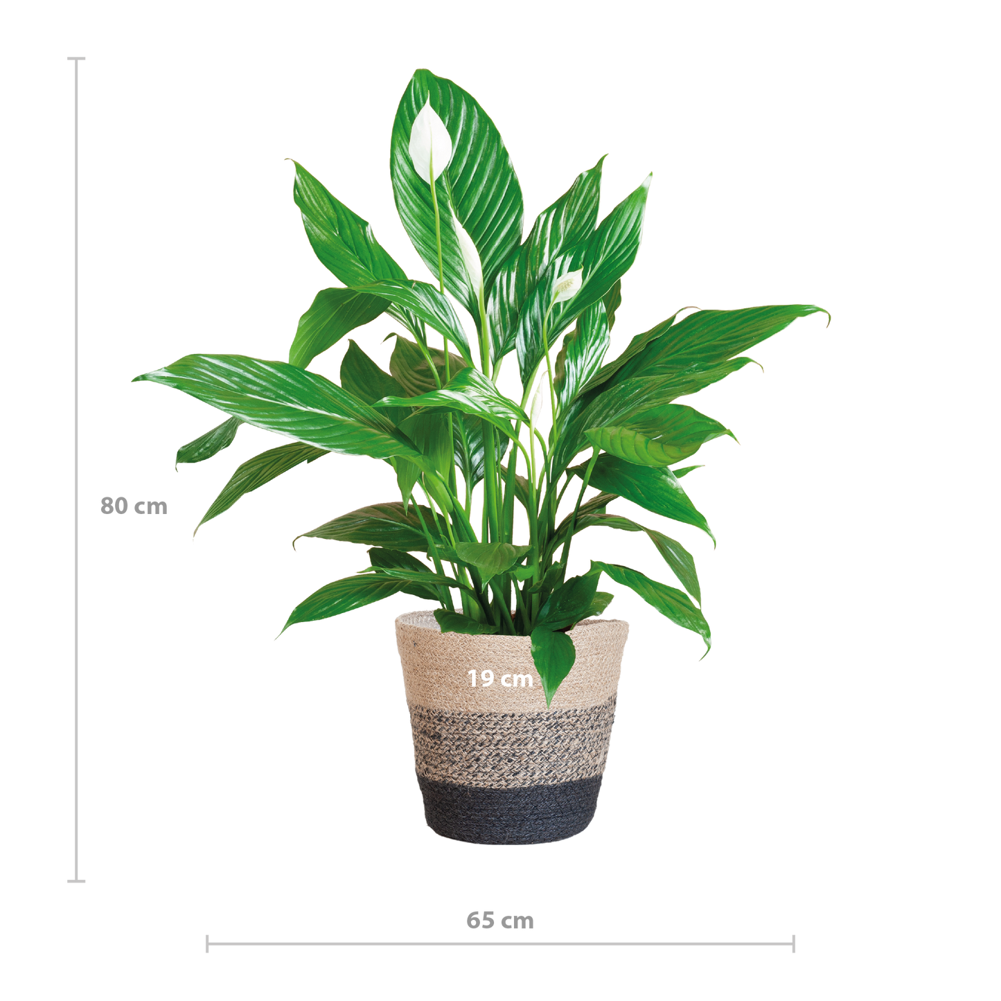 Spathiphyllum mit Korb Lissabon Schwarz - 80cm - Ø21 - Botanic-Vibes