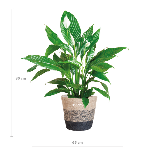 Spathiphyllum mit Korb Lissabon Schwarz - 80cm - Ø21 - Botanic-Vibes