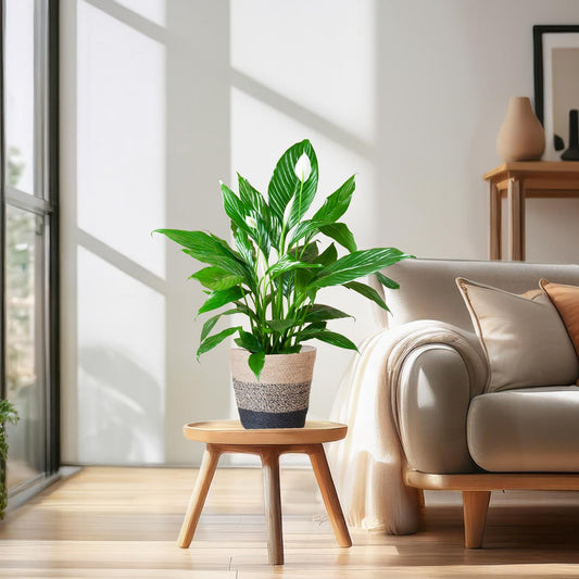 Spathiphyllum mit Korb Lissabon Schwarz - 80cm - Ø21 - Botanic-Vibes