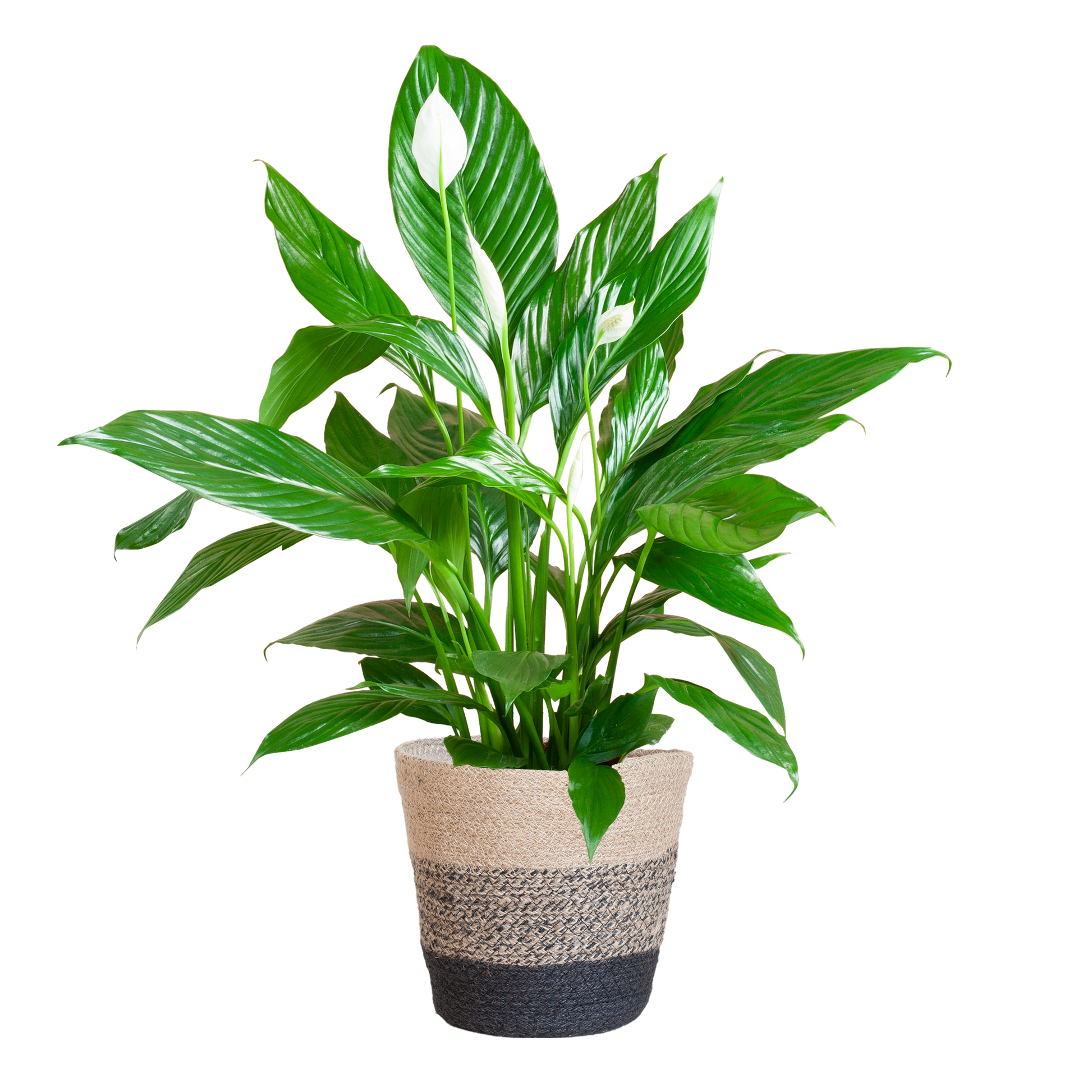Spathiphyllum mit Korb Lissabon Schwarz - 80cm - Ø21 - Botanic-Vibes