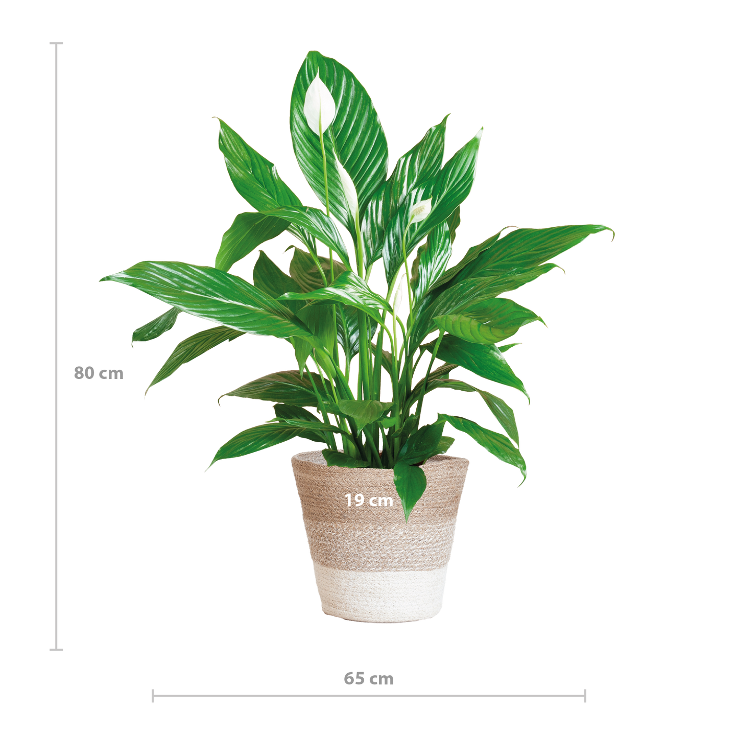 Spathiphyllum mit Korb Lissabon weiß - 80cm - Ø21 - Botanic-Vibes