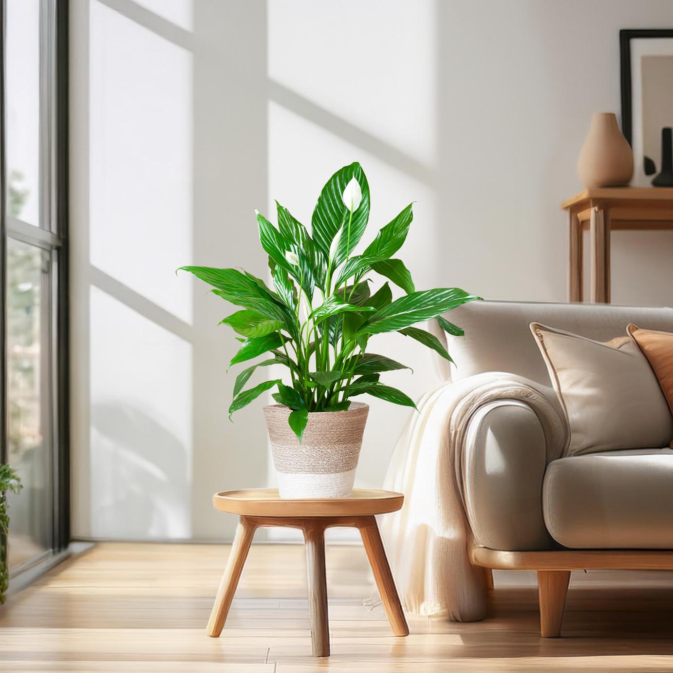 Spathiphyllum mit Korb Lissabon weiß - 80cm - Ø21 - Botanic-Vibes