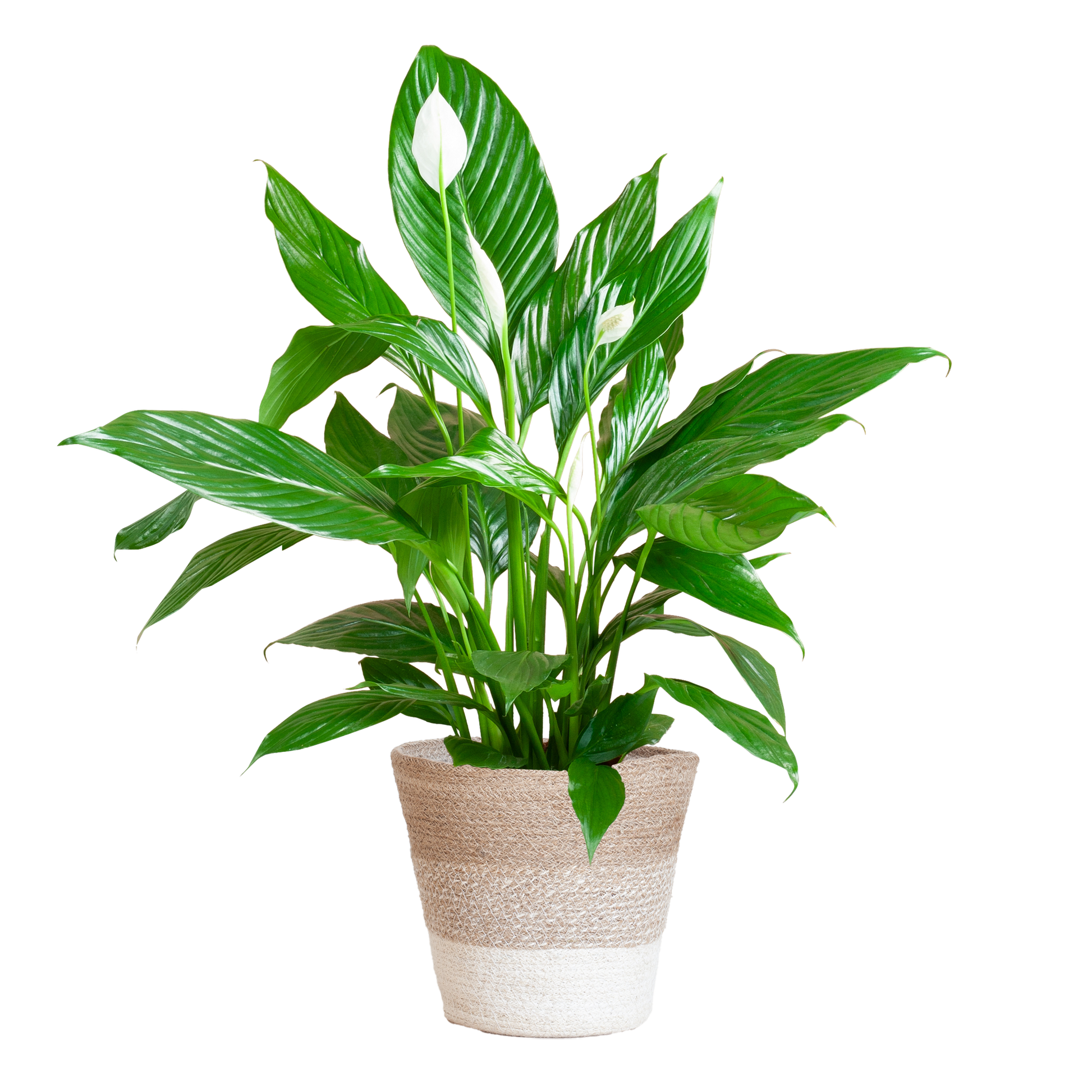 Spathiphyllum mit Korb Lissabon weiß - 80cm - Ø21 - Botanic-Vibes