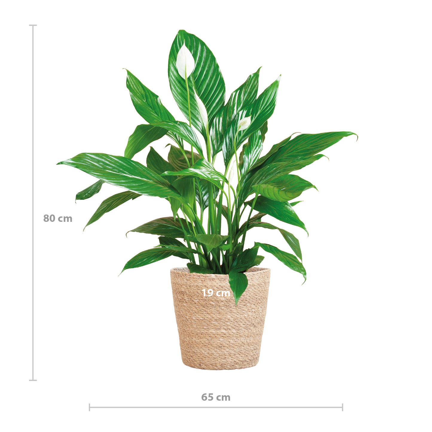 Spathiphyllum mit Korb Sofia natur - 80cm - Ø21 - Botanic-Vibes