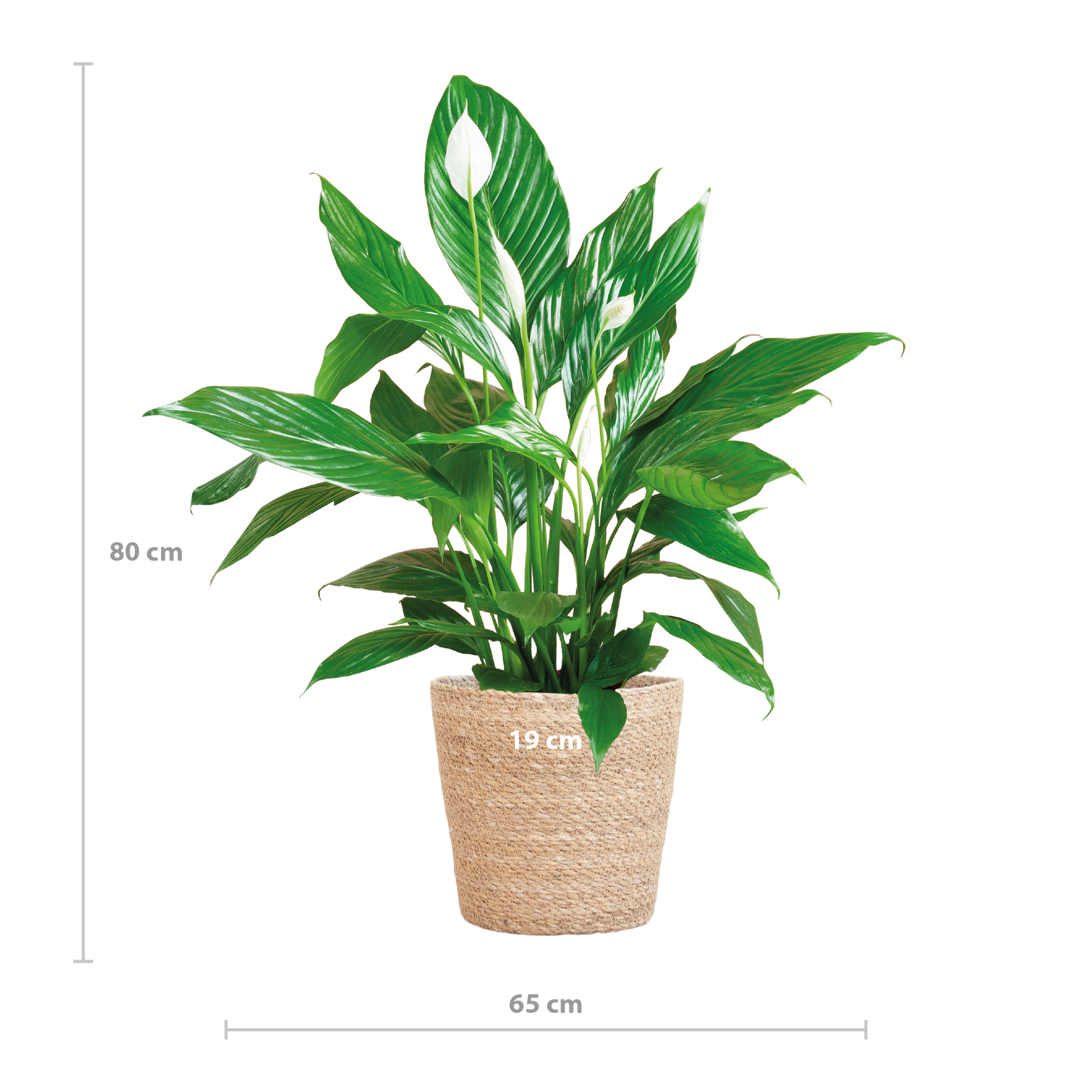 Spathiphyllum mit Korb Sofia natur - 80cm - Ø21 - Botanic-Vibes