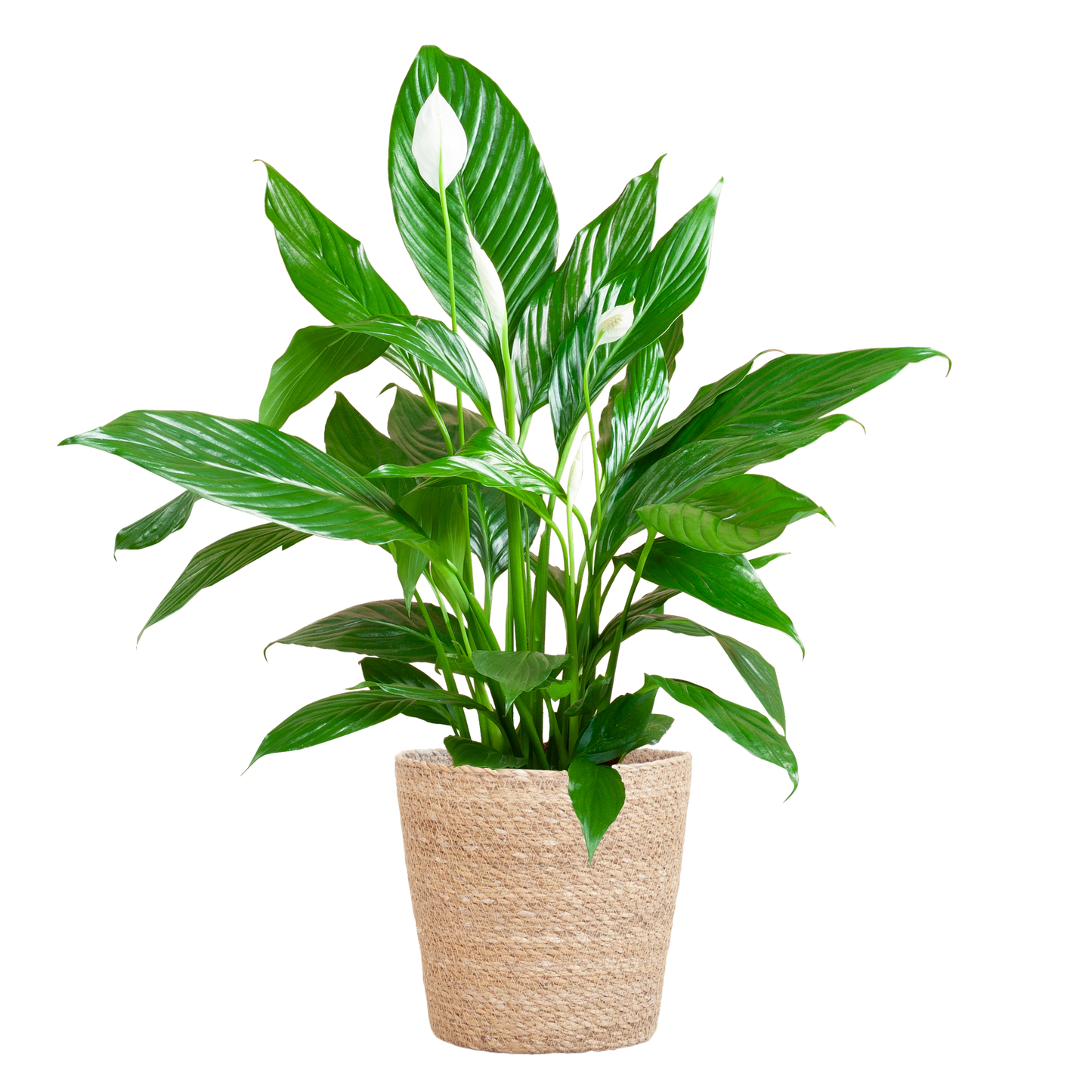 Spathiphyllum mit Korb Sofia natur - 80cm - Ø21 - Botanic-Vibes