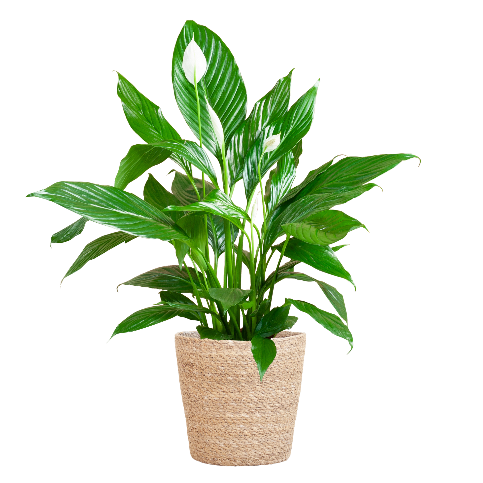 Spathiphyllum mit Korb Sofia natur - 80cm - Ø21 - Botanic-Vibes