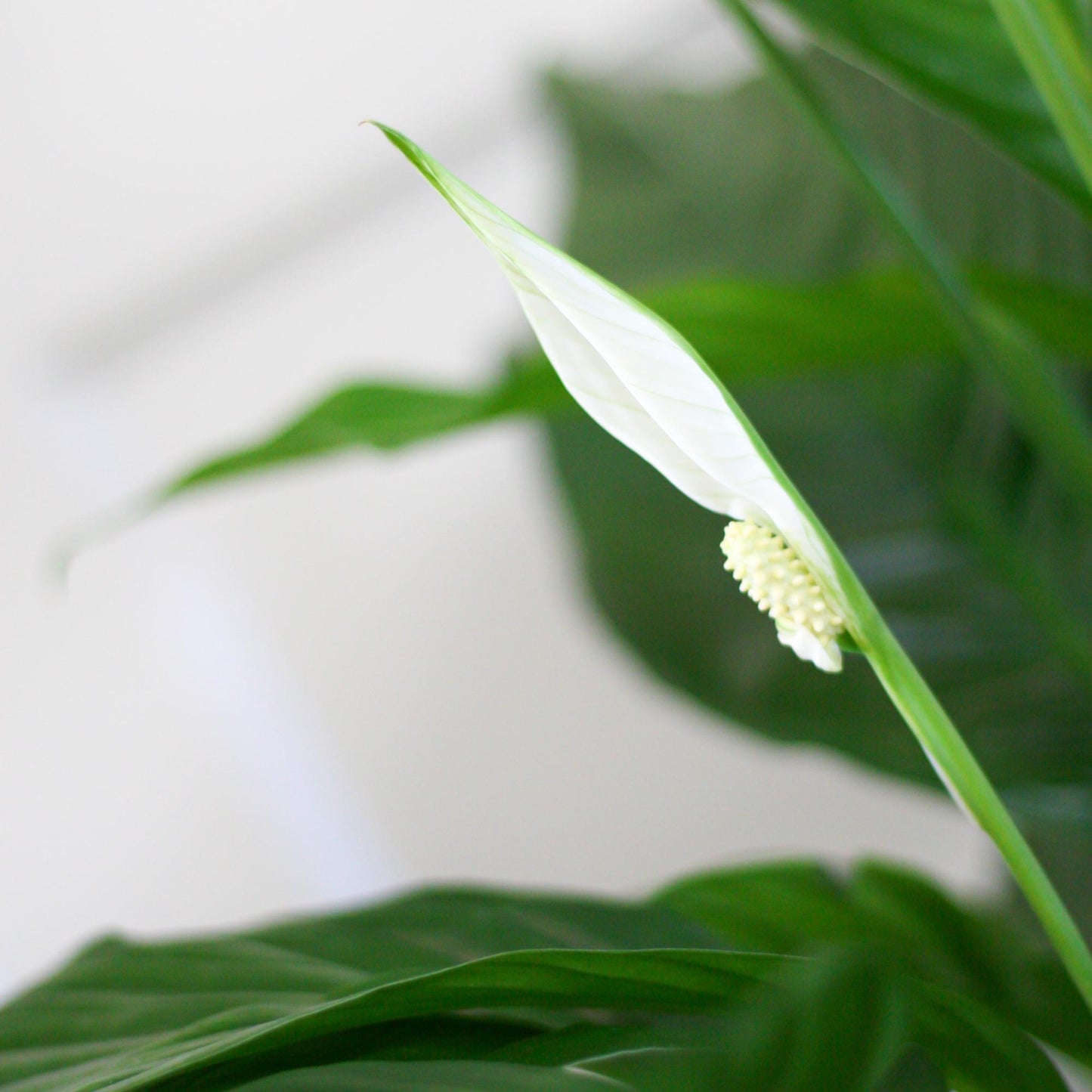 Spathiphyllum mit Korb Sofia natur - 80cm - Ø21 - Botanic-Vibes