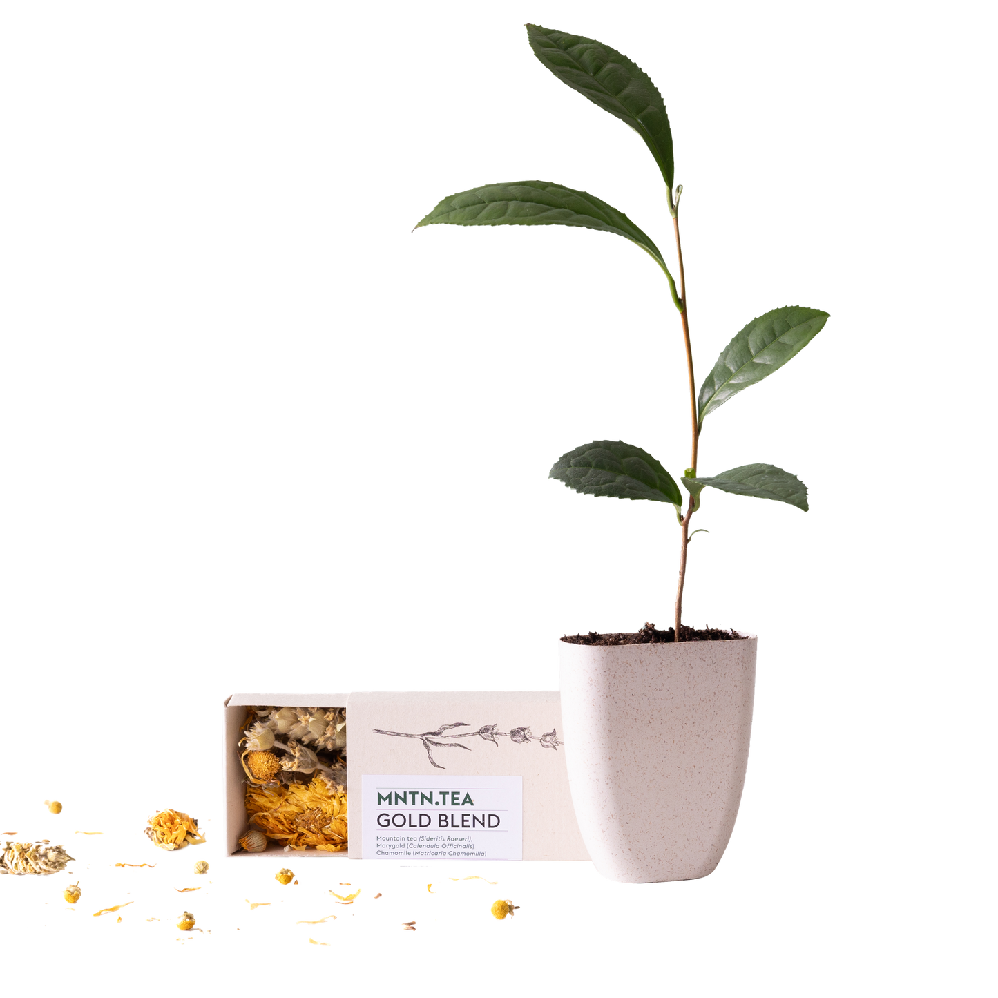 Teepause -  Gold Blend Tee und Teebaumschnitt - Botanic-Vibes