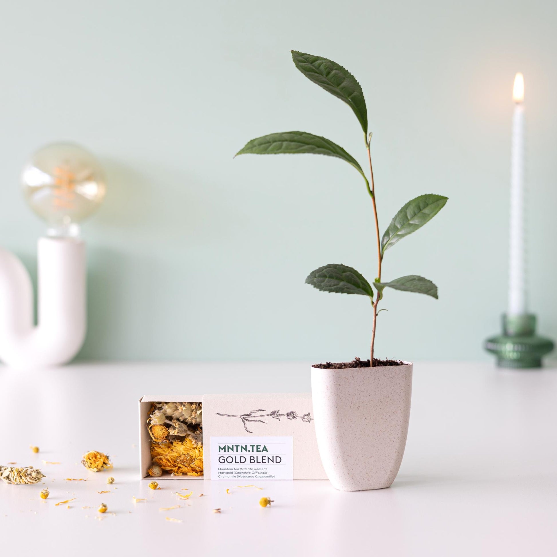 Teepause -  Gold Blend Tee und Teebaumschnitt - Botanic-Vibes