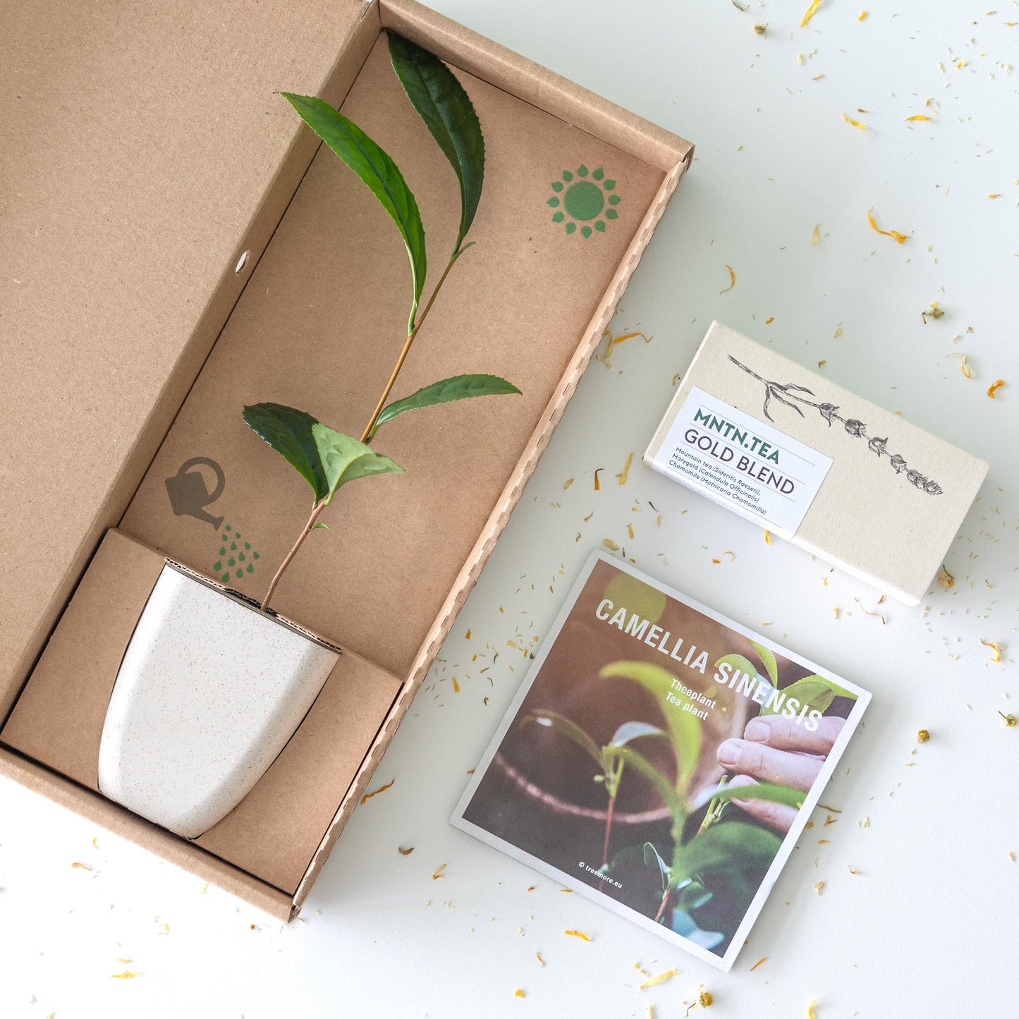 Teepause -  Gold Blend Tee und Teebaumschnitt - Botanic-Vibes