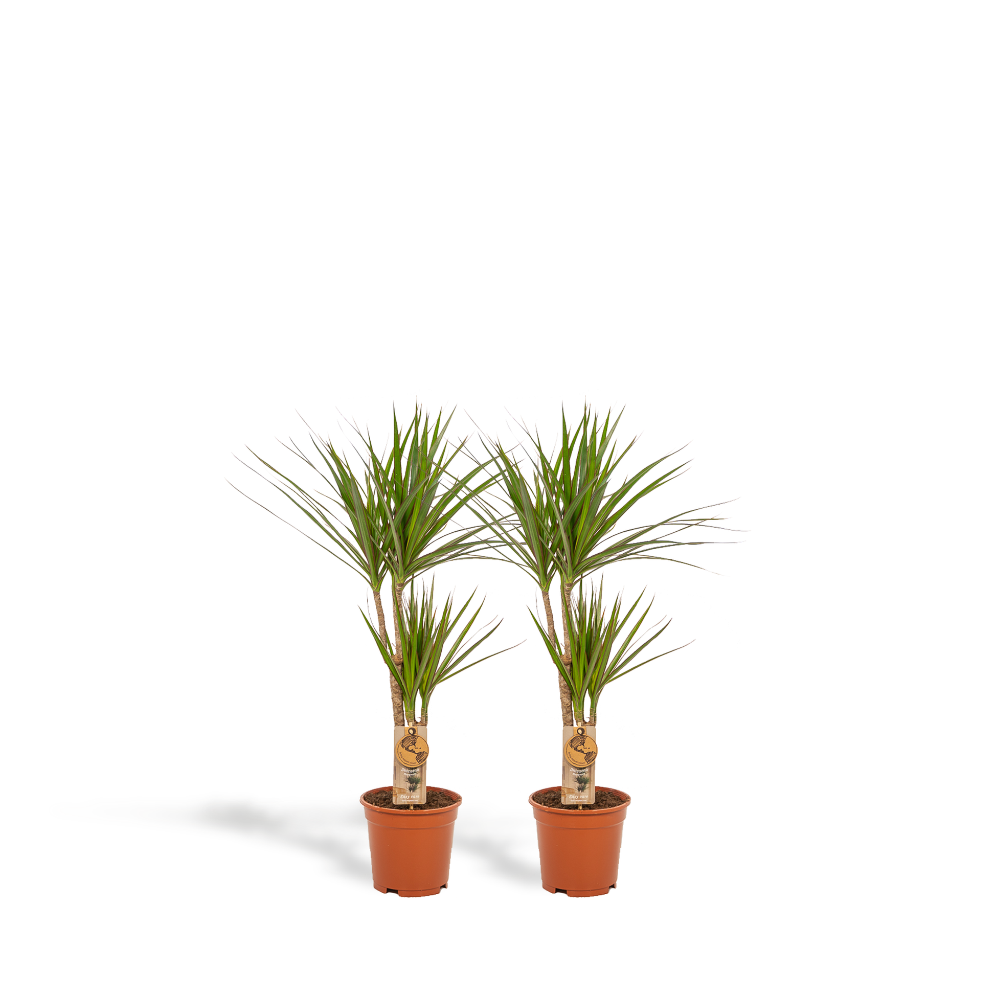 2× Dracaena – 90 cm – Ø17 - Botanic-Vibes