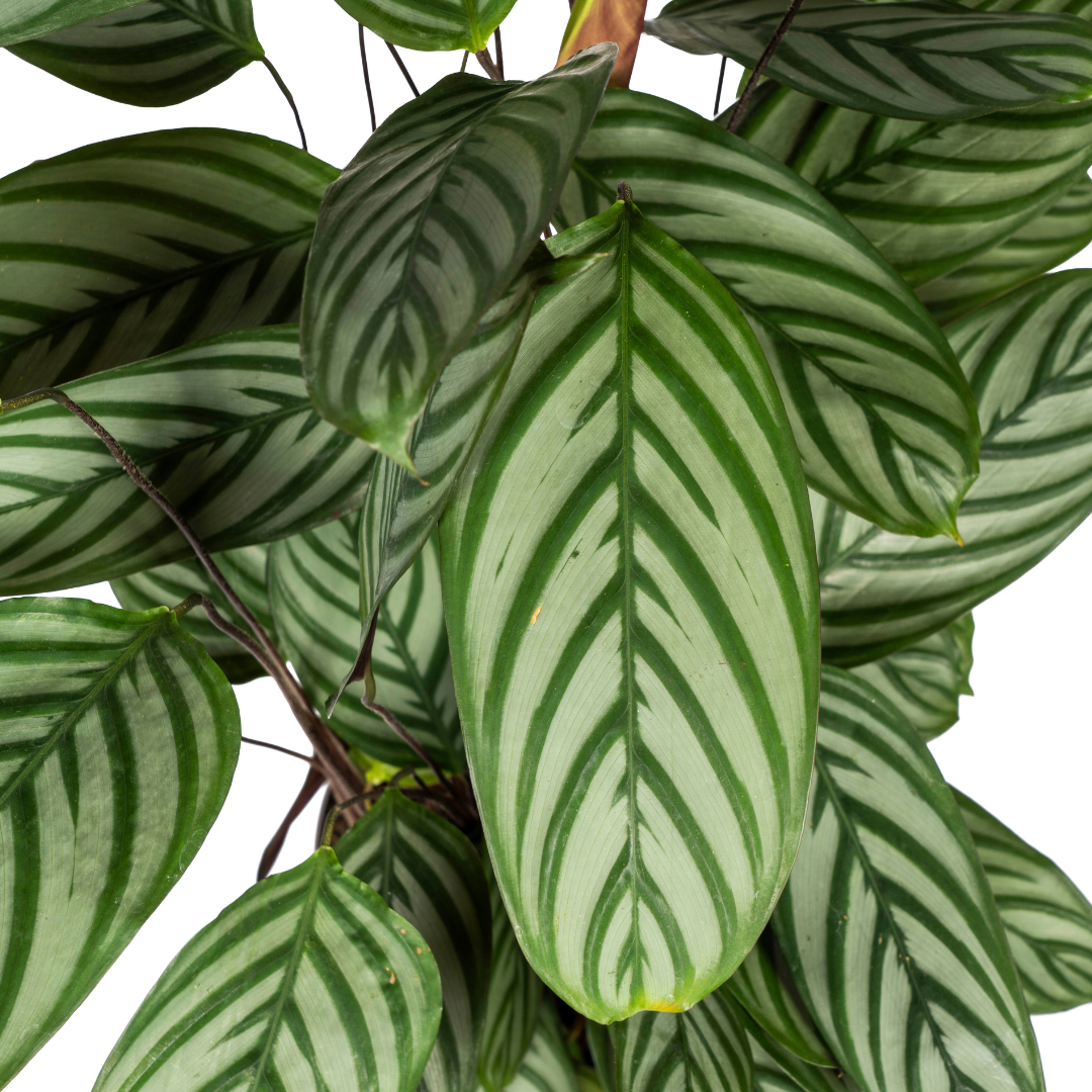 Calathea Oppenheimiana Ø24cm - ↕80 - 100cm - Botanic-Vibes