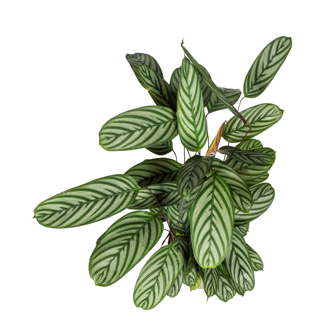 Calathea Oppenheimiana Ø24cm - ↕80 - 100cm - Botanic-Vibes