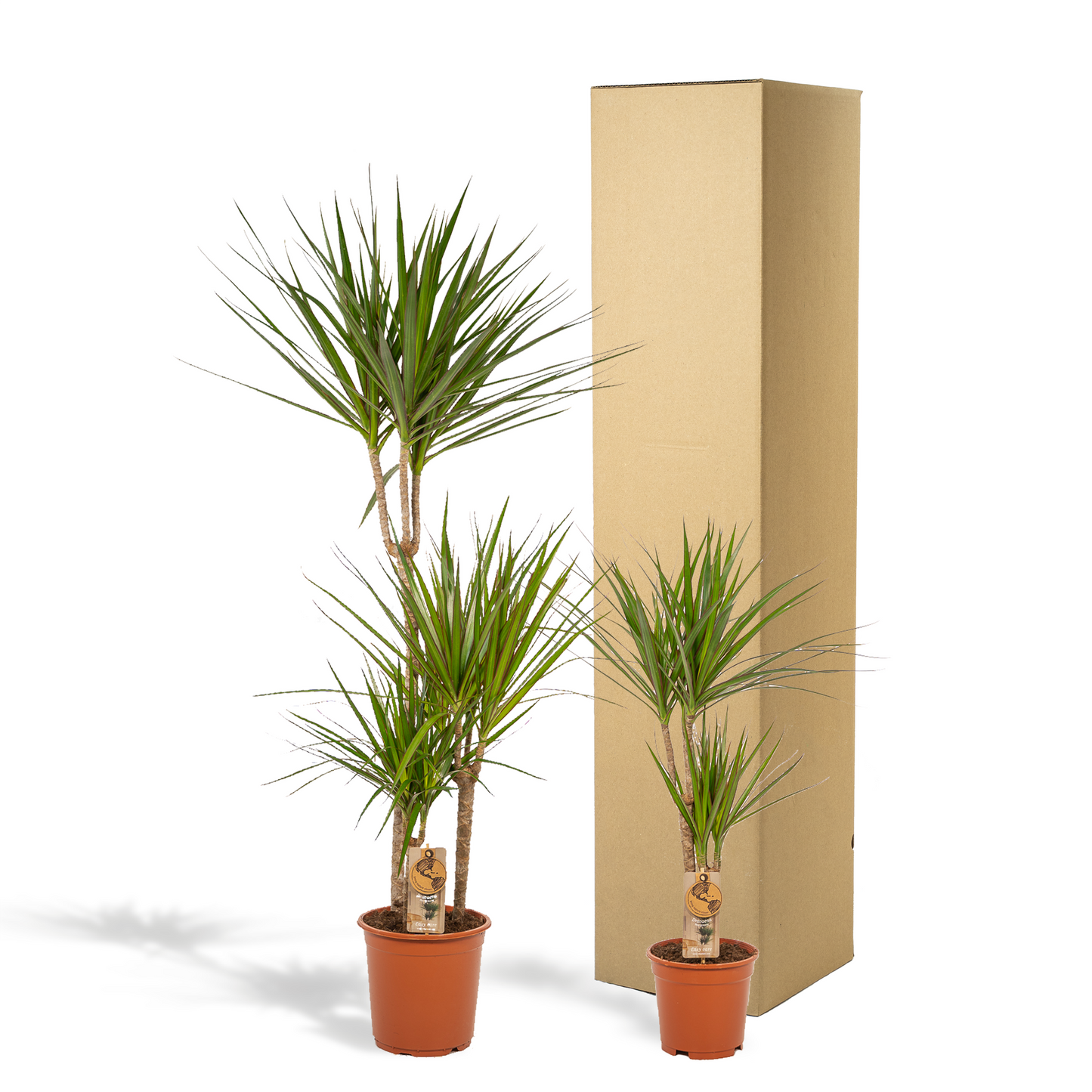 Dracaena – 120 cm – Ø21 + Dracaena – 70 cm – Ø17 - Botanic-Vibes