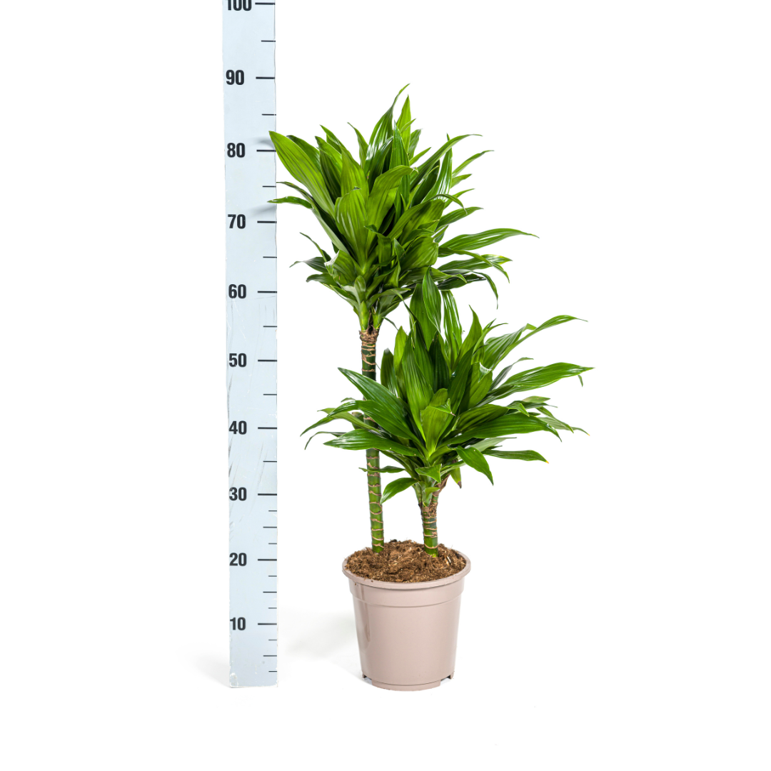 Dracaena Deremensis Green Jewel  Ø19cm - ↕70 - 90cm - Botanic-Vibes
