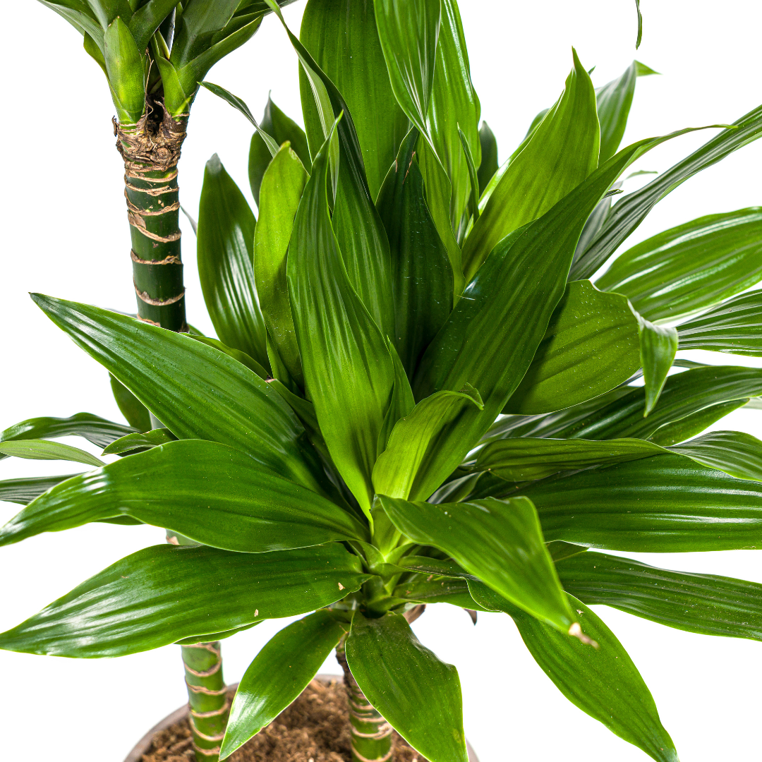 Dracaena Deremensis Green Jewel  Ø19cm - ↕70 - 90cm - Botanic-Vibes