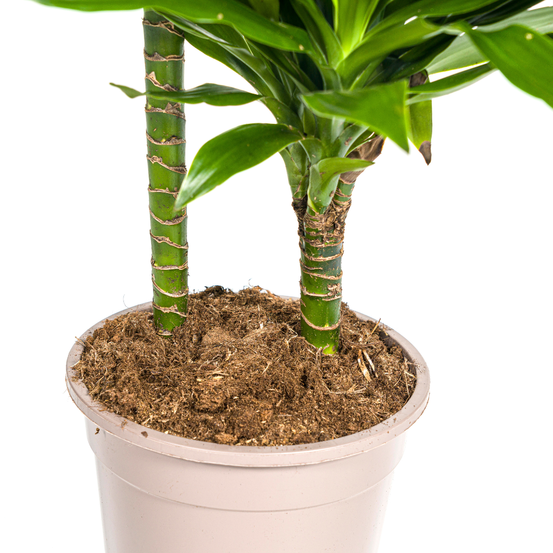Dracaena Deremensis Green Jewel  Ø19cm - ↕70 - 90cm - Botanic-Vibes