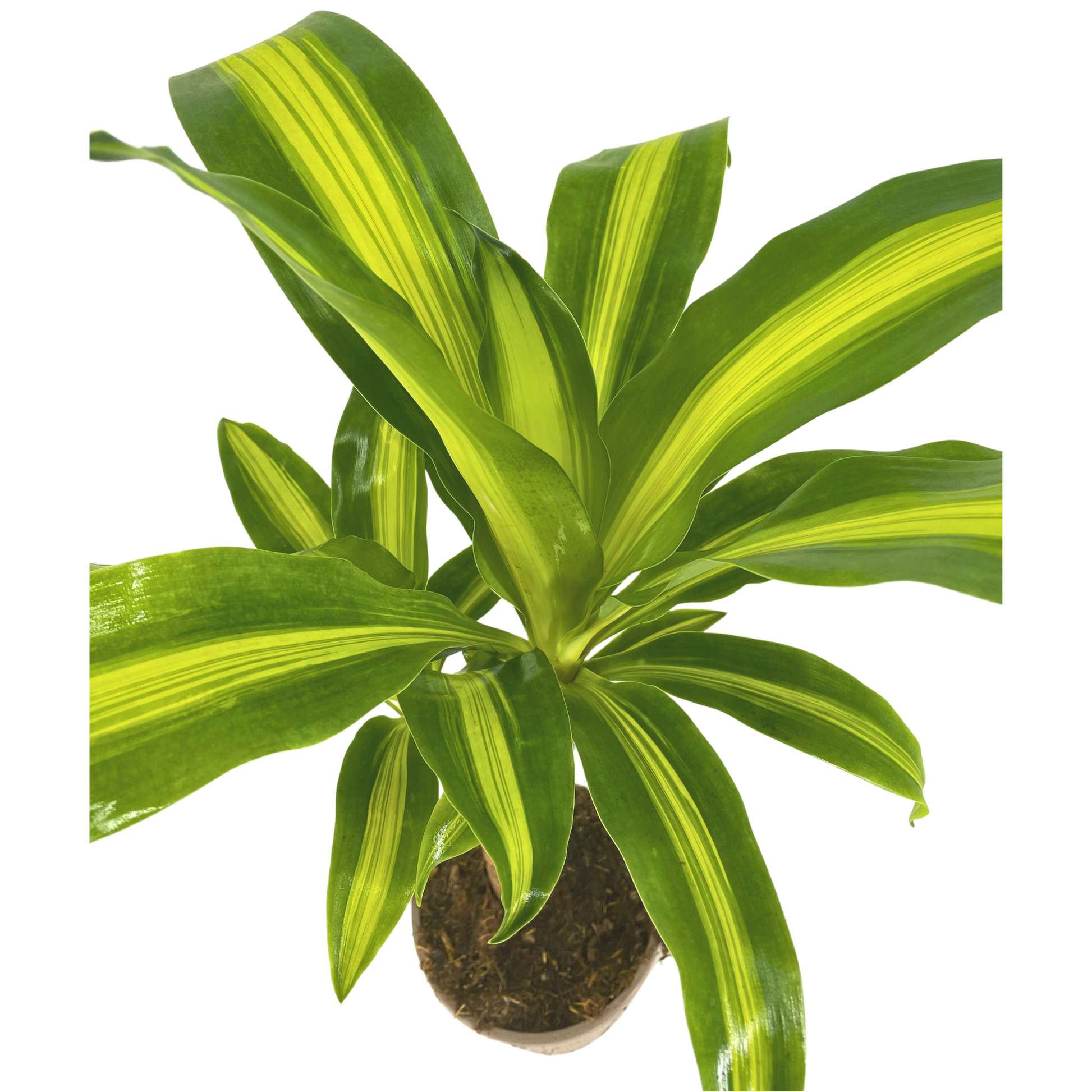 Dracaena Fragrans Massangeana Ø17cm - ↕60 - 80cm - Botanic-Vibes