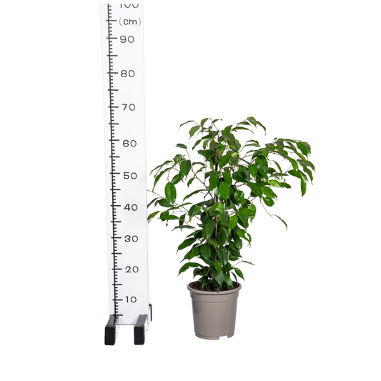 Ficus Benjamina Exotica Ø17cm - ↕60 - 80cm - Botanic-Vibes