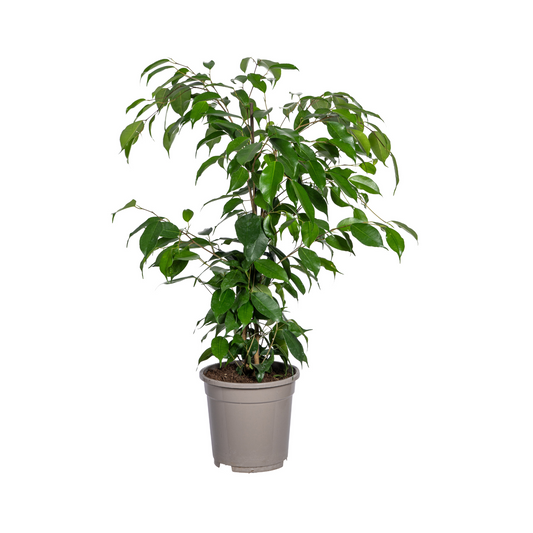 Ficus Benjamina Exotica Ø17cm - ↕60 - 80cm - Botanic-Vibes