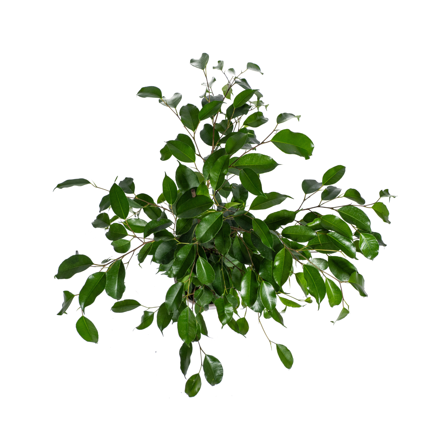 Ficus Benjamina Exotica Ø17cm - ↕60 - 80cm - Botanic-Vibes