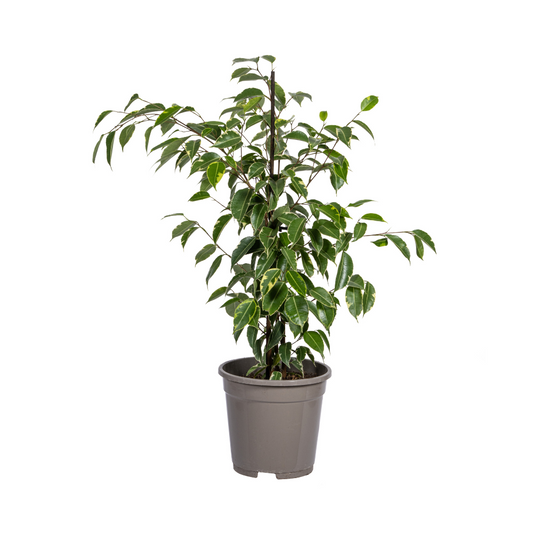 Ficus Benjamina Golden King Ø17cm - ↕60 - 80cm - Botanic-Vibes