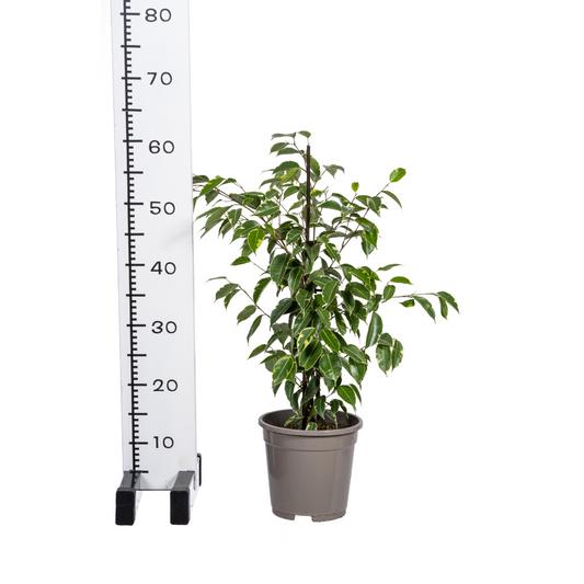 Ficus Benjamina Golden King Ø17cm - ↕60 - 80cm - Botanic-Vibes
