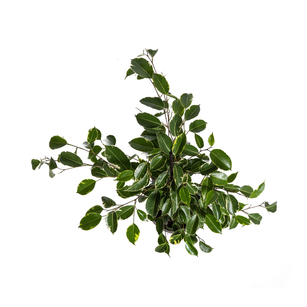 Ficus Benjamina Golden King Ø17cm - ↕60 - 80cm - Botanic-Vibes
