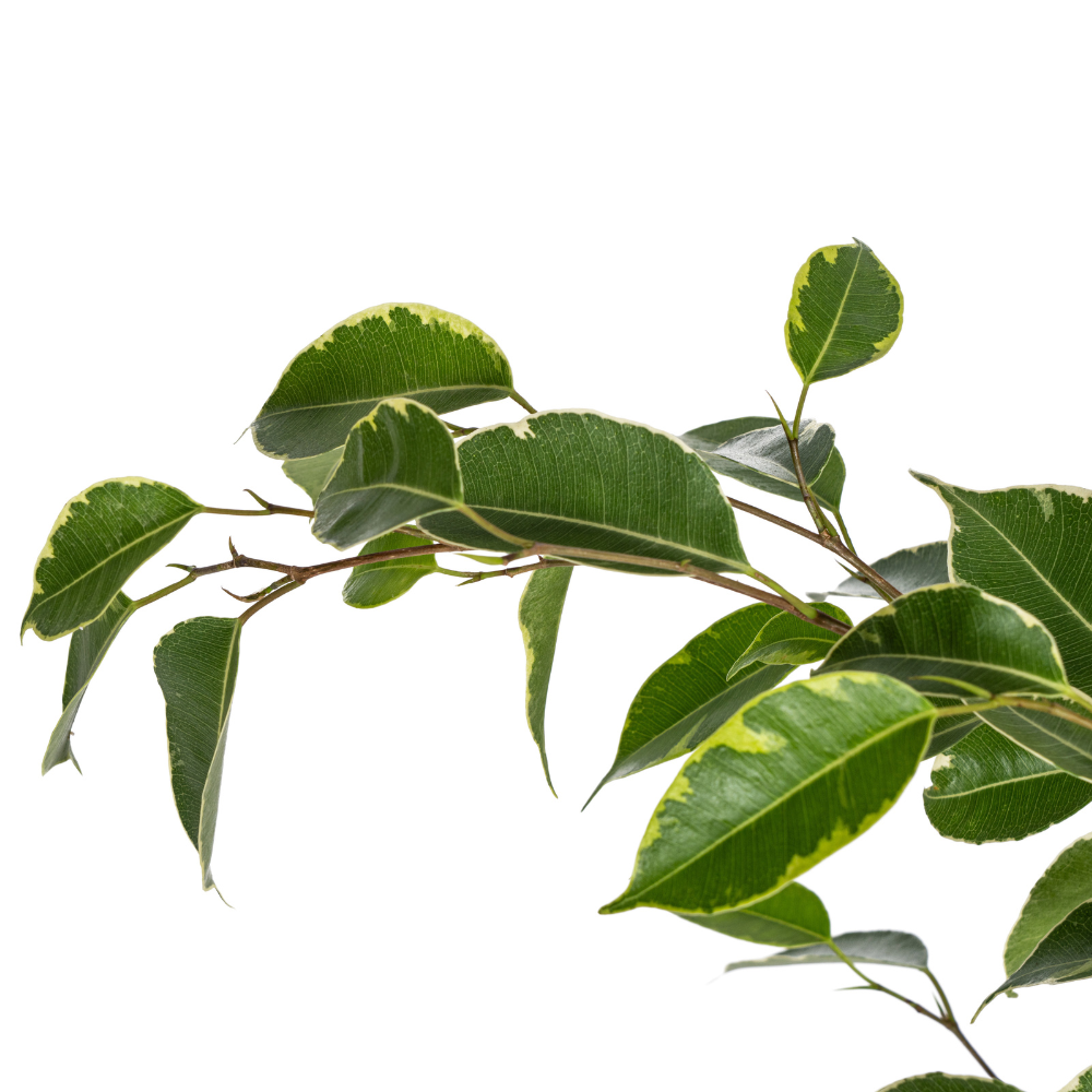 Ficus Benjamina Golden King Ø17cm - ↕60 - 80cm - Botanic-Vibes