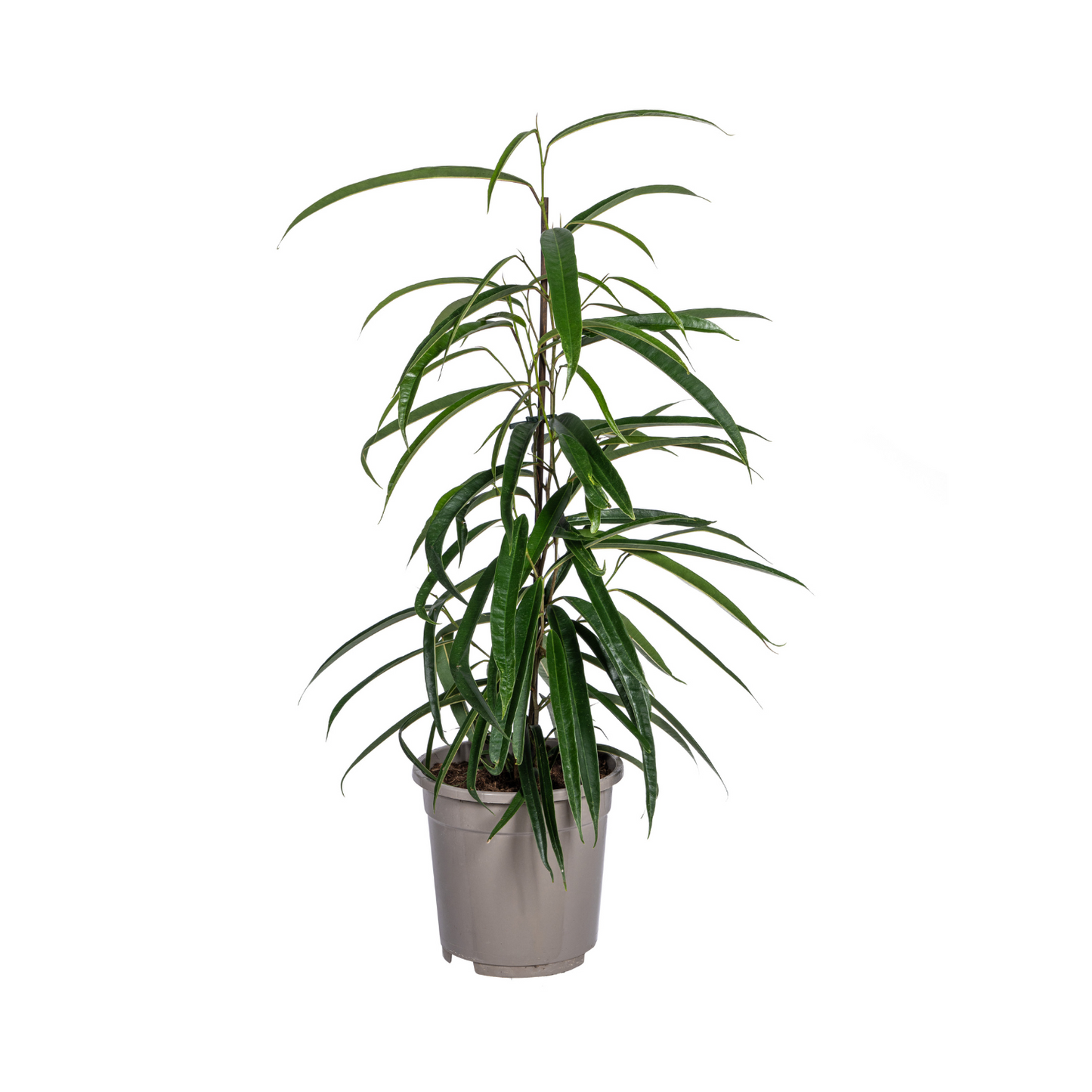 Ficus Binnendijkii Alii Ø17cm - ↕60 - 80cm - Botanic-Vibes
