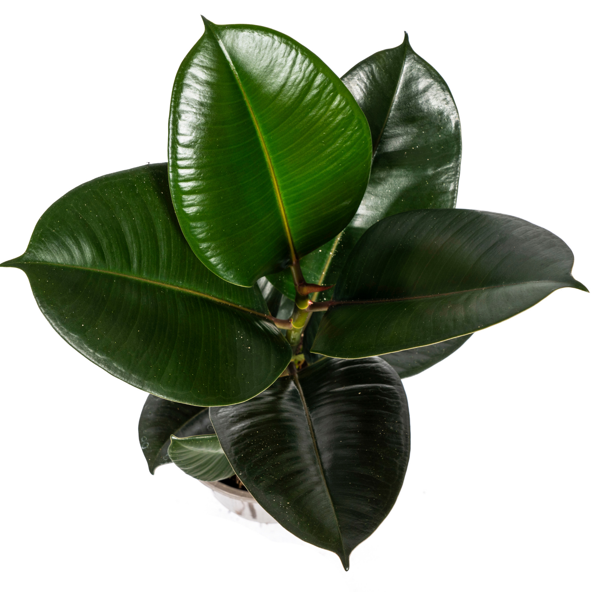 Ficus Elastica Robusta Ø17cm - ↕50 - 60cm - Botanic-Vibes