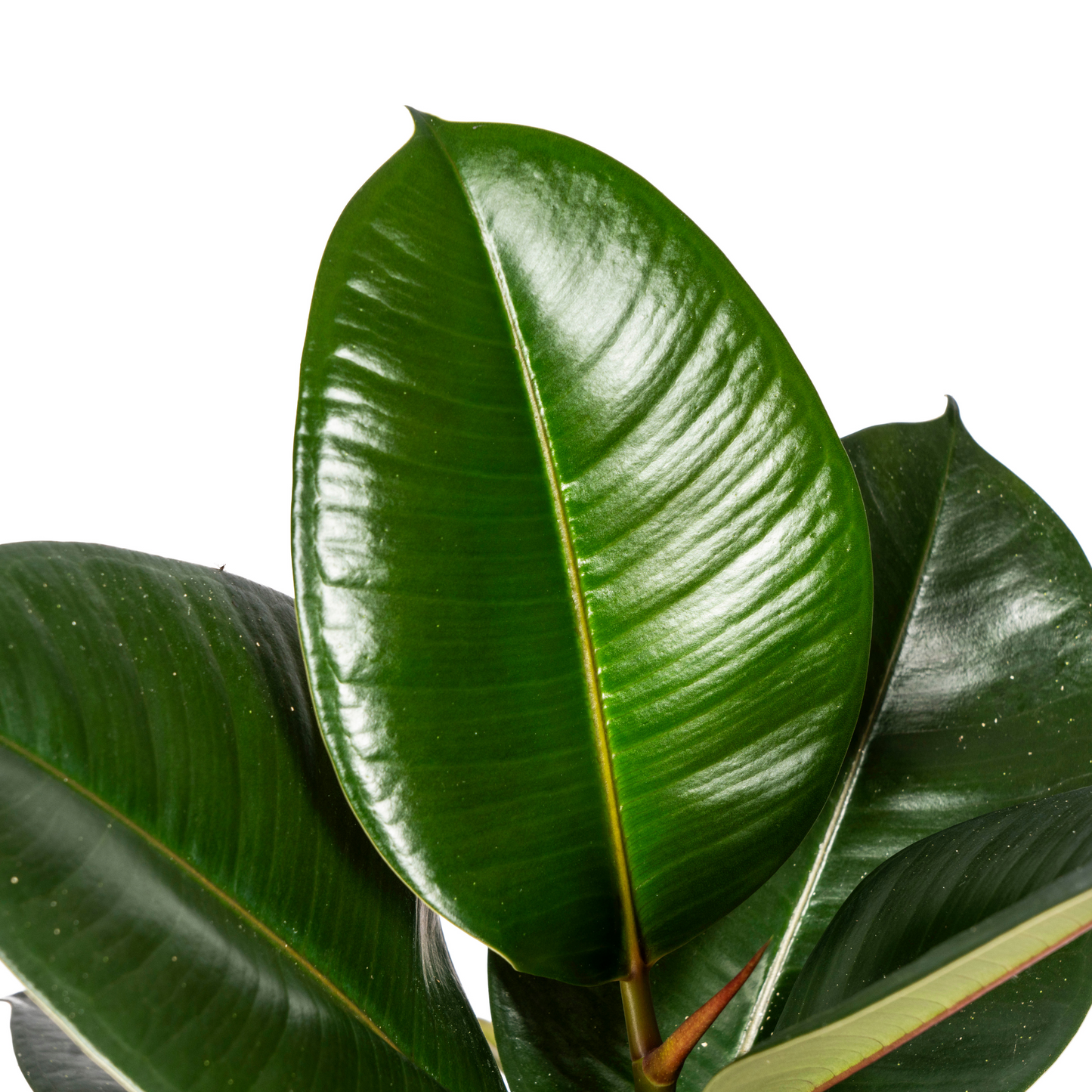 Ficus Elastica Robusta Ø17cm - ↕50 - 60cm - Botanic-Vibes