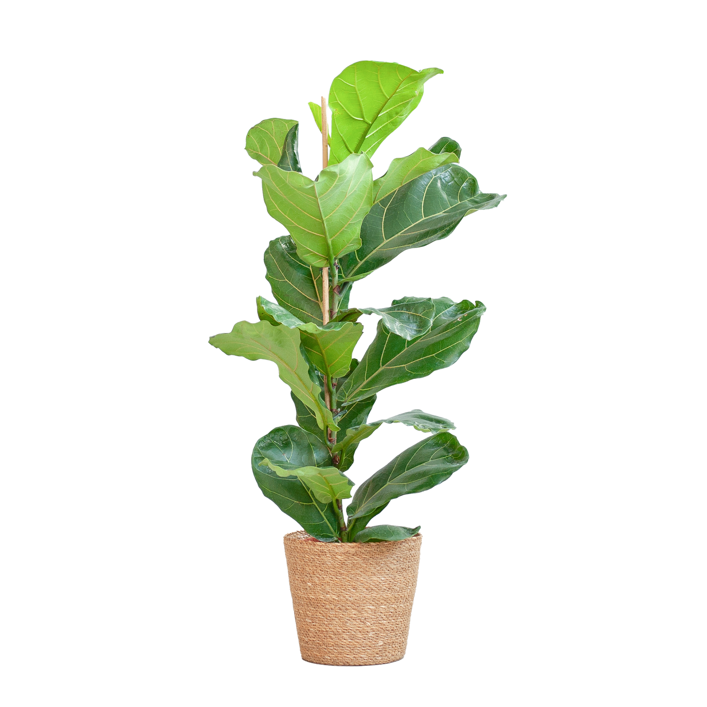 Ficus Lyrata mit Korb Sofia natur - 80cm - Ø21 - Botanic-Vibes