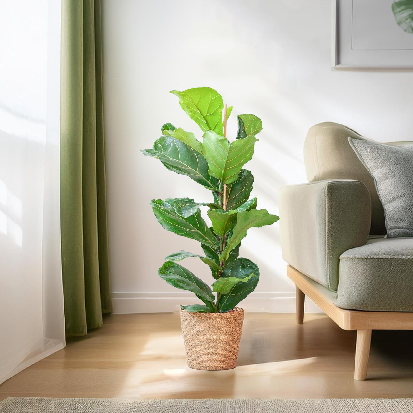 Ficus Lyrata mit Korb Sofia natur - 80cm - Ø21 - Botanic-Vibes