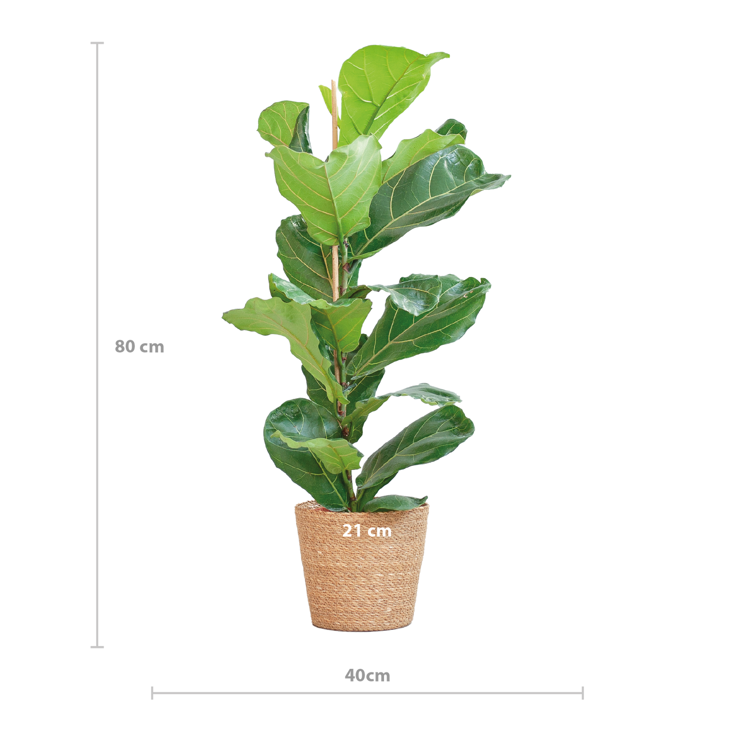 Ficus Lyrata mit Korb Sofia natur - 80cm - Ø21 - Botanic-Vibes