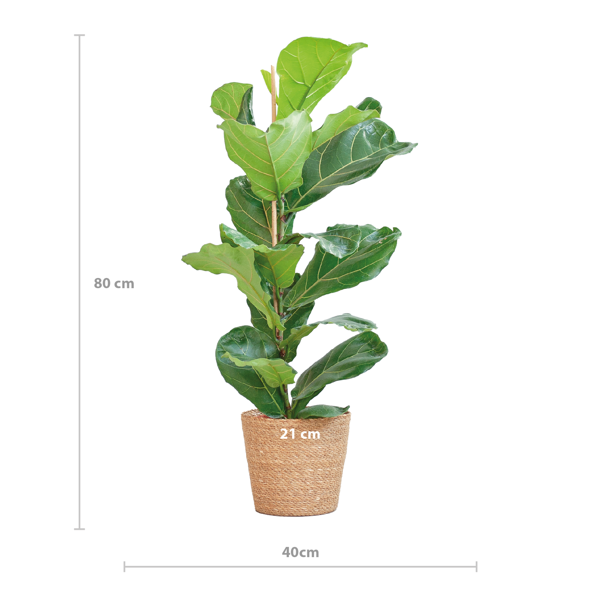Ficus Lyrata mit Korb Sofia natur - 80cm - Ø21 - Botanic-Vibes