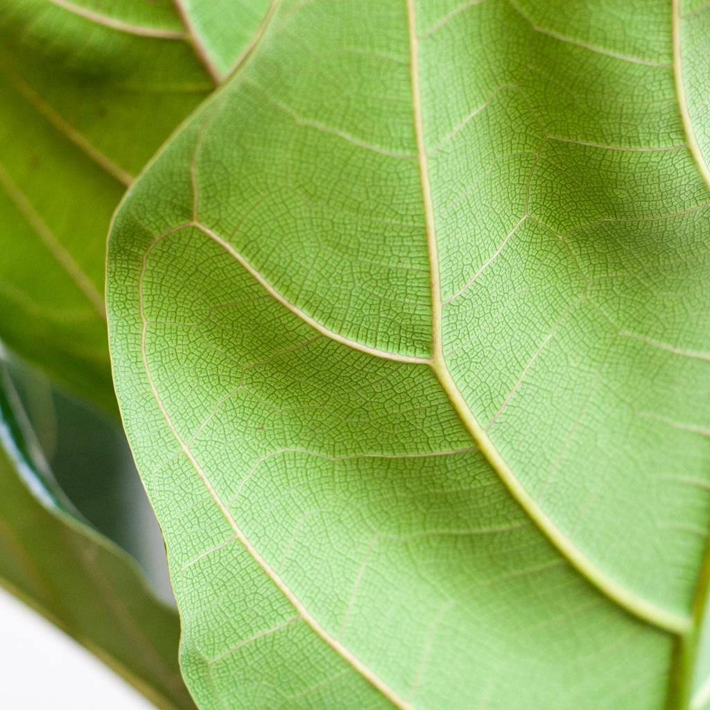 Ficus Lyrata mit Korb Sofia natur - 80cm - Ø21 - Botanic-Vibes