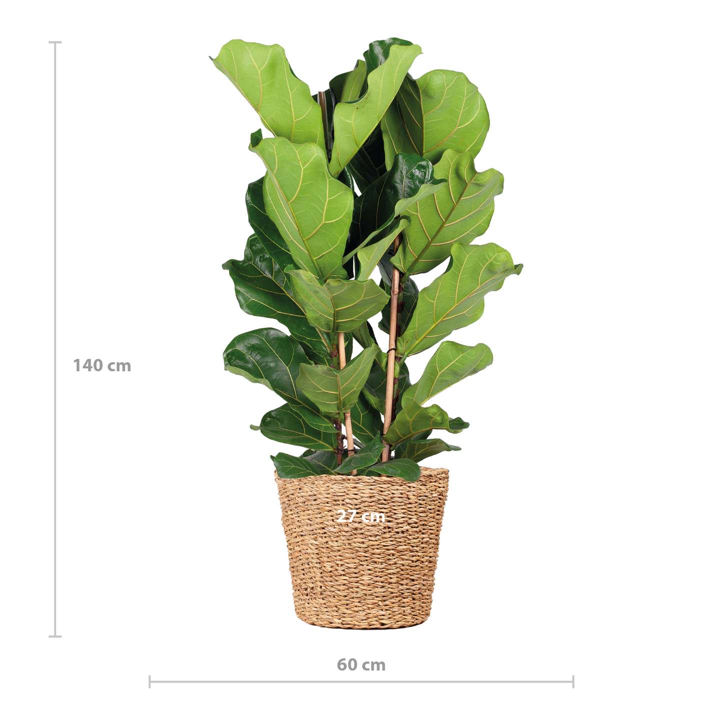 Ficus Lyrata XL mit Torun-Korb – 140 cm – Ø27 - Botanic-Vibes