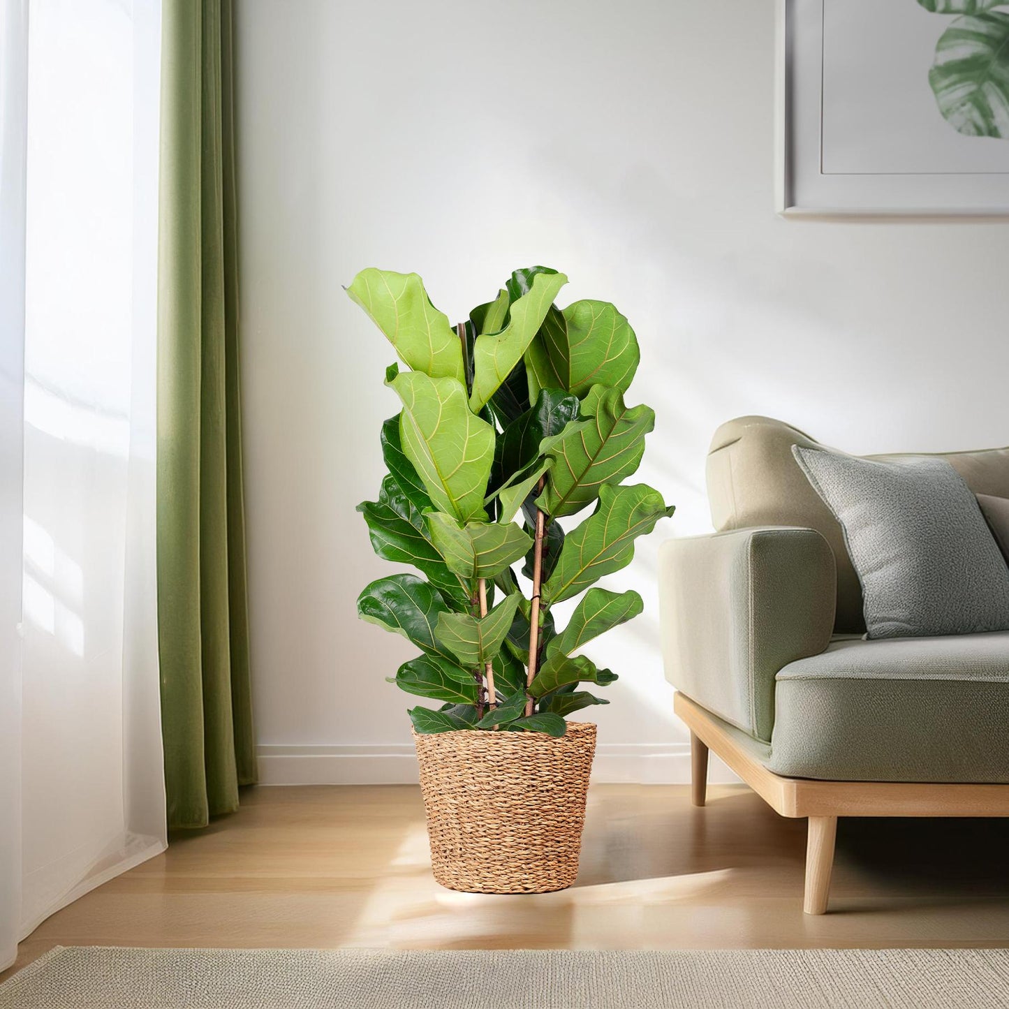 Ficus Lyrata XL mit Torun-Korb – 140 cm – Ø27 - Botanic-Vibes