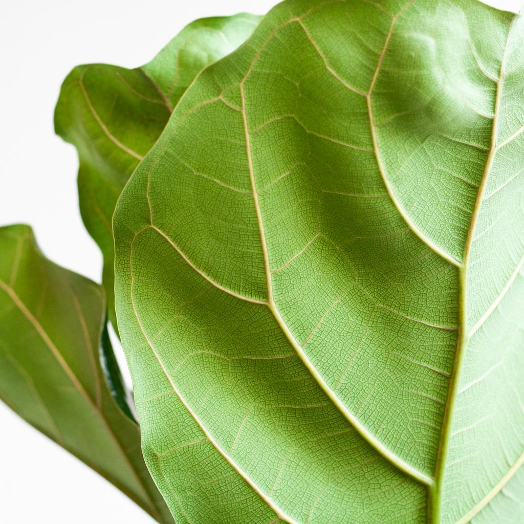 Ficus Lyrata XL mit Torun-Korb – 140 cm – Ø27 - Botanic-Vibes