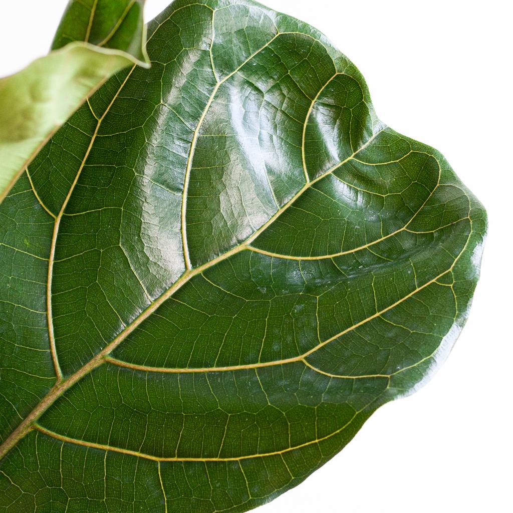 Ficus Lyrata XL mit Torun-Korb – 140 cm – Ø27 - Botanic-Vibes