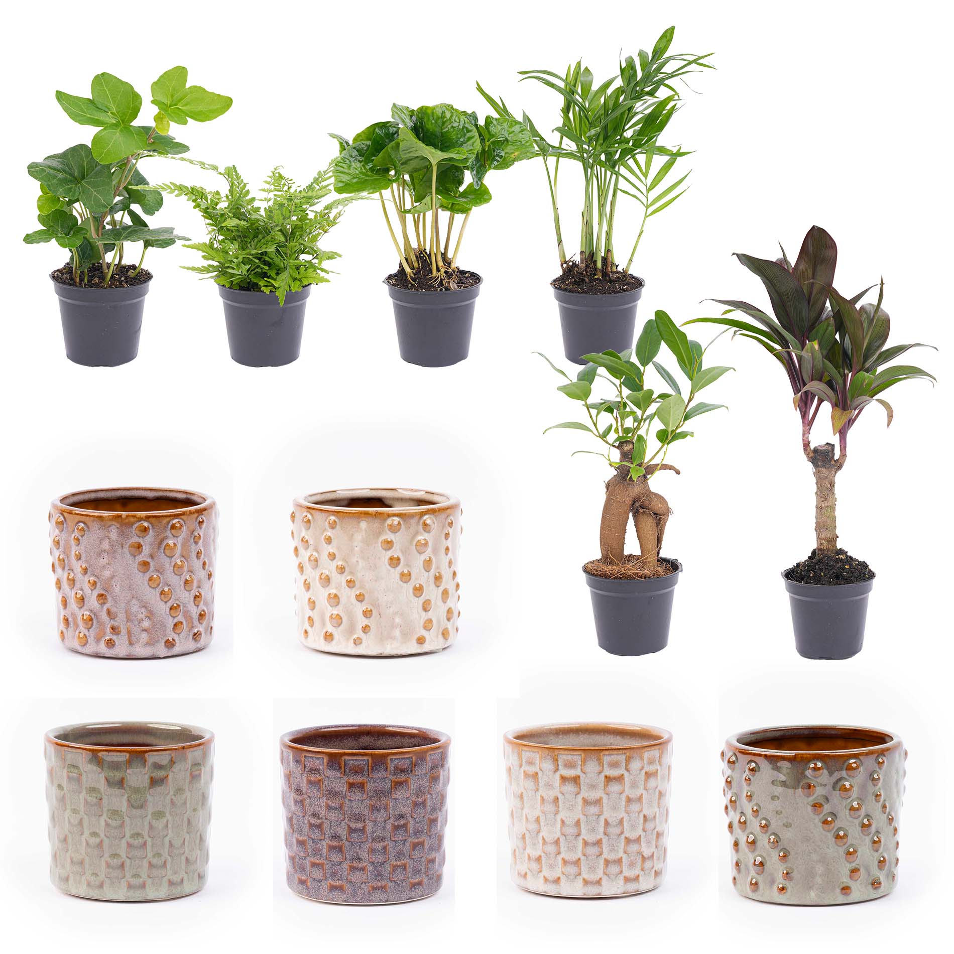 Mini Pflanzen Set mit Töpfen Madrid – Botanic-Vibes