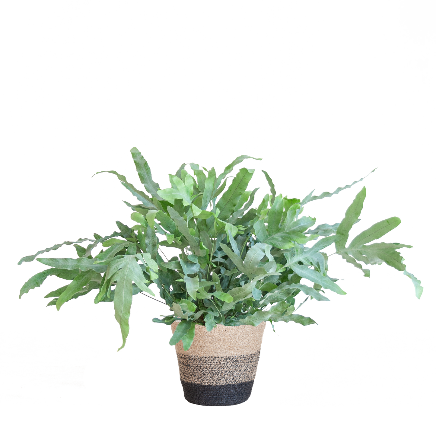 Phlebodium Aureum 'Blue Star' mit Korb Lissabon schwarz - 40cm - Ø17 - Botanic-Vibes