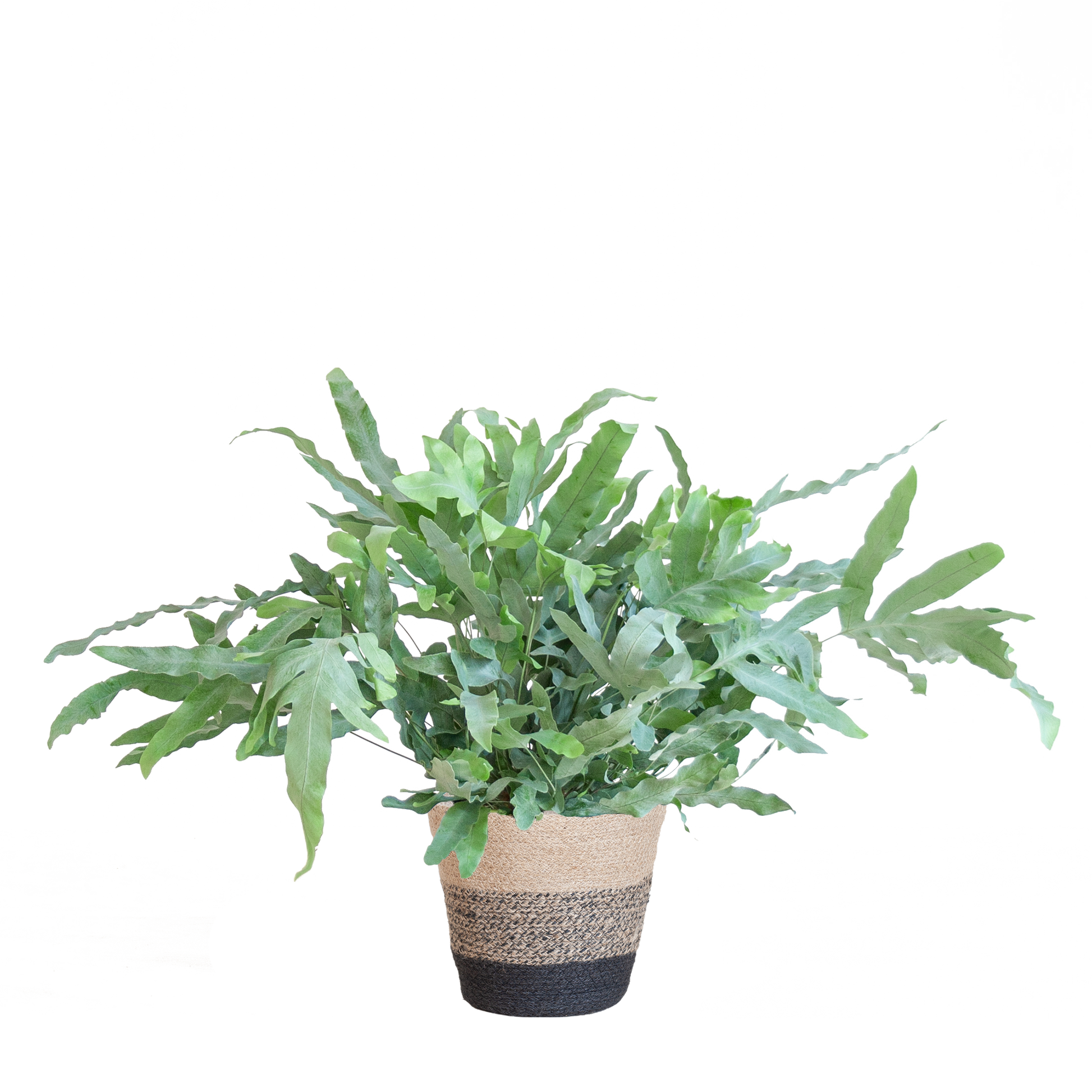 Phlebodium Aureum 'Blue Star' mit Korb Lissabon schwarz - 40cm - Ø17 - Botanic-Vibes