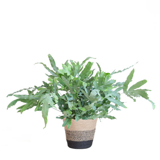 Phlebodium Aureum 'Blue Star' mit Korb Lissabon schwarz - 40cm - Ø17 - Botanic-Vibes