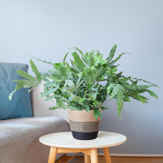 Phlebodium Aureum 'Blue Star' mit Korb Lissabon schwarz - 40cm - Ø17 - Botanic-Vibes