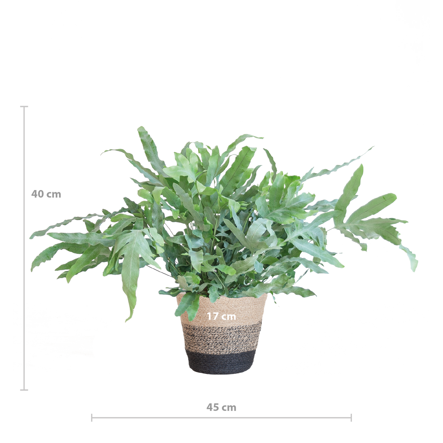 Phlebodium Aureum 'Blue Star' mit Korb Lissabon schwarz - 40cm - Ø17 - Botanic-Vibes